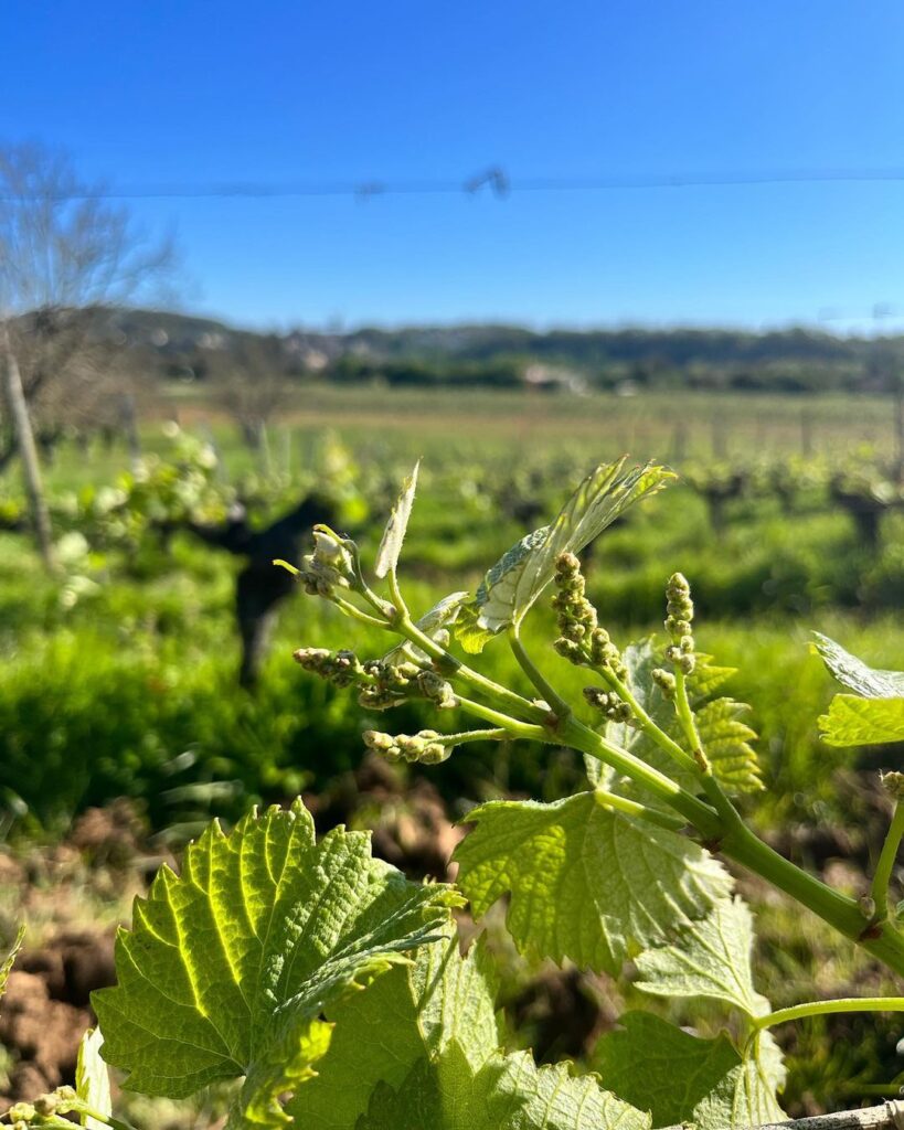 printemps chateau gautoul